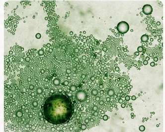 Hormone Support — green cellular macro